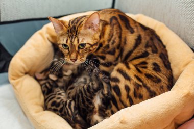 Sevimli altın bengal anne-kedi yavrularını memeleriyle besliyor.