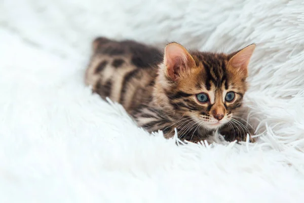 Leuke Donkergrijze Houtskool Kortharige Bengaalse Kitten Een Harige Witte Deken — Stockfoto