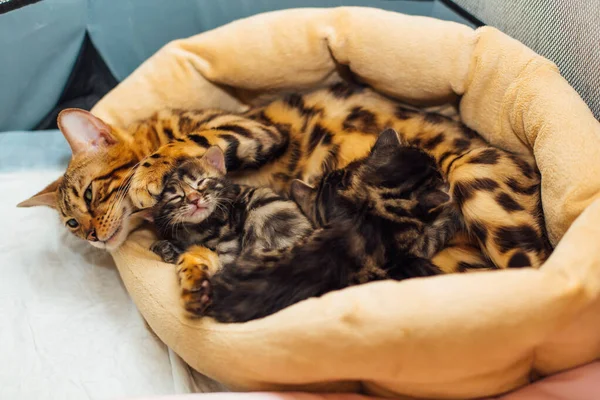 Adorable Bengala Dorada Madre Gato Alimenta Sus Pequeños Gatitos Con — Foto de Stock