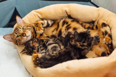 Sevimli altın bengal anne-kedi yavrularını memeleriyle besliyor.
