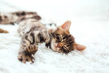 Kürklü beyaz bir battaniyenin üzerinde sevimli koyu gri kömür kısa saçlı bengal kedi yavrusu..