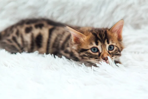 Leuke Donkergrijze Houtskool Kortharige Bengaalse Kitten Een Harige Witte Deken — Stockfoto