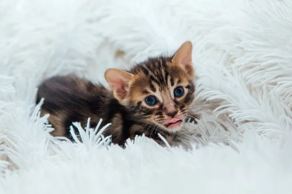 Leuke Donkergrijze Houtskool Kortharige Bengaalse Kitten Een Harige Witte Deken — Stockfoto