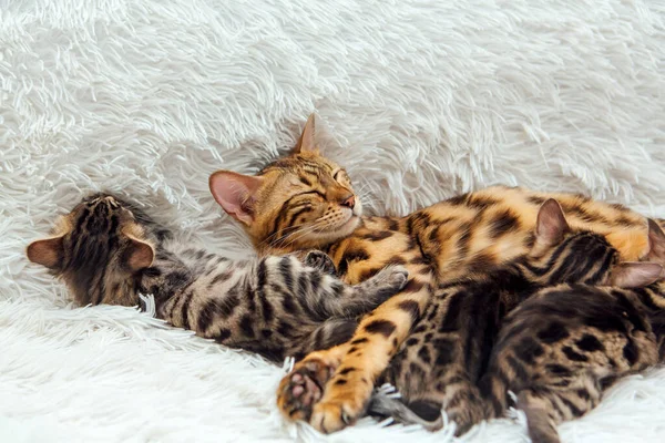 Rozkošná Zlatá Bengálská Kočka Krmí Svá Koťátka Prsy Objímá Jedno — Stock fotografie