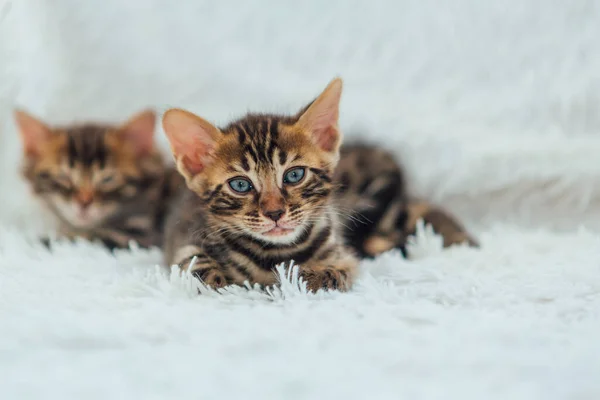 Two Cute One Month Old Kittens Furry White Blanket — Stock Photo, Image