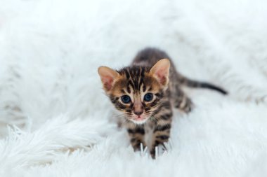 Kürklü beyaz bir battaniyenin üzerinde sevimli koyu gri kömür kısa saçlı bengal kedi yavrusu..