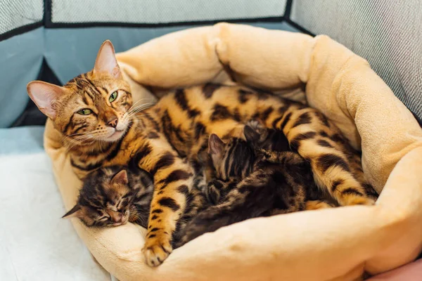 스러운 금강앵무 고양이 가슴으로 고양이를 — 스톡 사진