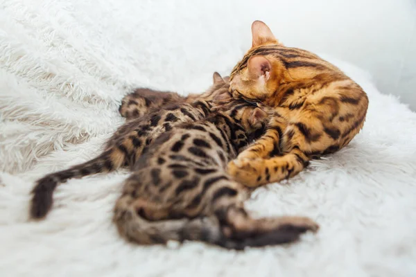 Adorable Golden Bengal Mother Cat Feeds Her Little Kittens Breast — Stock Photo, Image