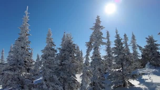 Panoramautsikt över det vackra vinterlandskapet med tallar täckta med snö under en solig vinterdag. — Stockvideo