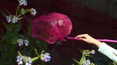 Pembe bir kelebek ağına takılmış kelebek.