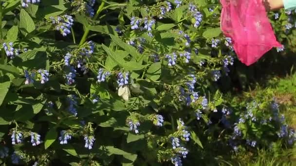 Fjäril fångad i ett rosa fjärilsnät — Stockvideo