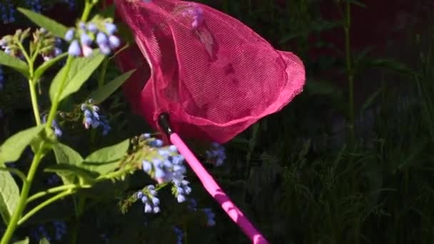 Motýl chycený v růžové motýlí síti — Stock video