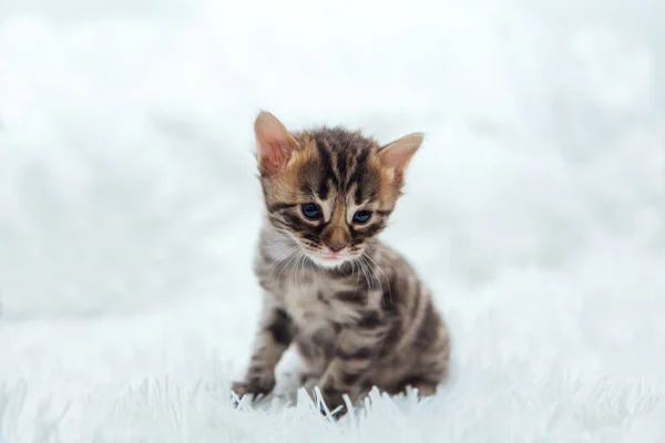Cute Dark Grey Charcoal Short Haired Bengal Kitten Furry White — Stock Photo, Image