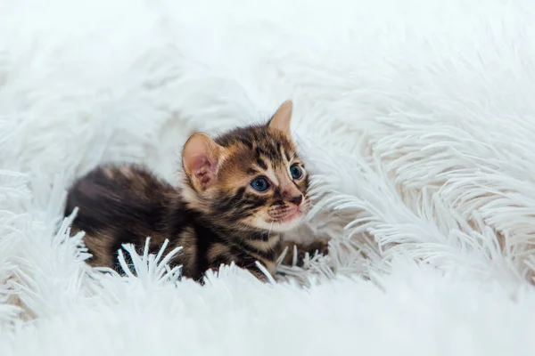 Leuke Donkergrijze Houtskool Kortharige Bengaalse Kitten Een Harige Witte Deken — Stockfoto