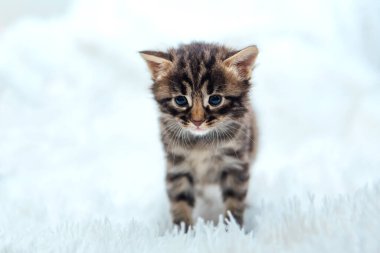 Kürklü beyaz bir battaniyenin üzerinde sevimli koyu gri kömür kısa saçlı bengal kedi yavrusu..