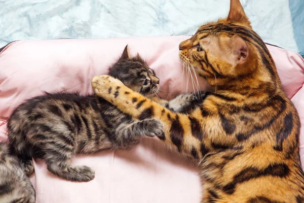 可爱的金盆洗手母猫抱着小猫咪躺在枕头上 顶部视图 — 图库照片