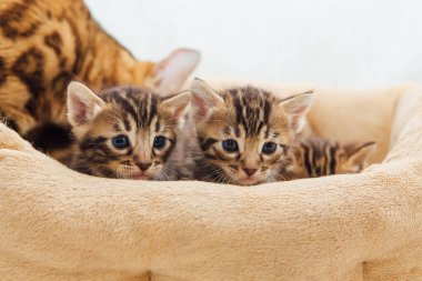 Kedilerin yastığında yatan sevimli Bengal kedilerinin yakın çekim yüzleri.