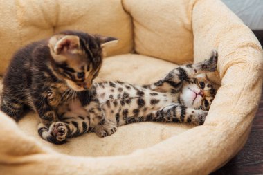 Kedilerin yastığında yatan sevimli Bengal kedilerinin yakın çekim yüzleri.