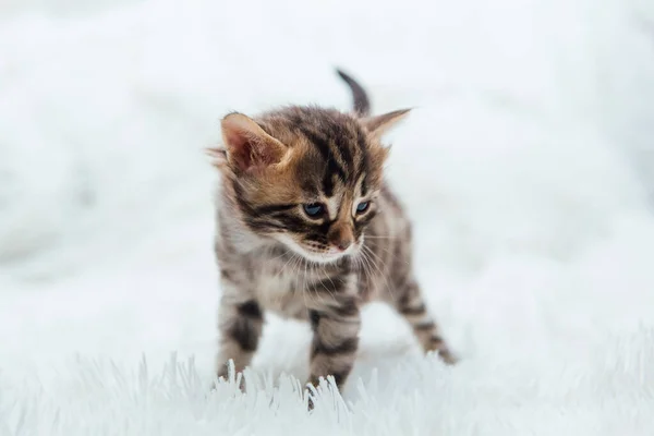 Carino Gattino Bengala Dai Capelli Corti Grigio Scuro Una Coperta — Foto Stock