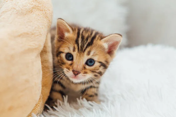 可爱的本格一个月大的小猫在白怒的毛毯上特写 — 图库照片