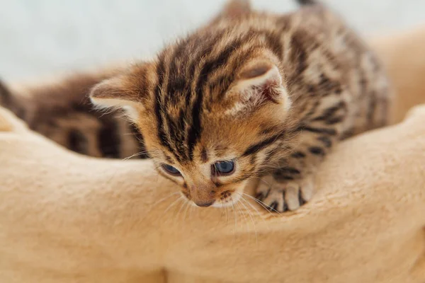 一只一个月大的小猫咪躺在猫的枕头上 露出一副可爱的斑纹脸 — 图库照片