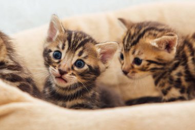 Kedilerin yastığında yatan sevimli Bengal kedilerinin yakın çekim yüzleri.
