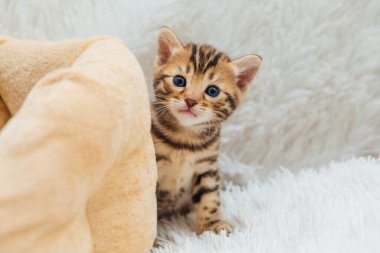 Bir aylık sevimli Bengal kedisi, beyaz bir battaniyenin üzerinde..