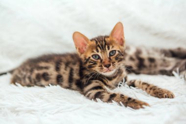 Kürklü beyaz bir battaniyenin üzerinde sevimli koyu gri kömür kısa saçlı bengal kedi yavrusu..
