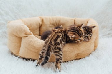 Kedilerin yastığında yatan sevimli Bengal kedilerinin yakın çekim yüzleri.