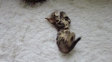 İki sevimli Bengal kedisi, altın ve korokömür rengi. Beyaz arka planda oynuyor ve kavga ediyorlar..