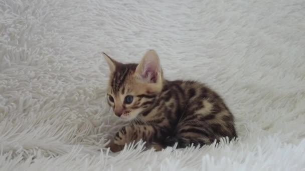 Chaton bengale mignon assis sur le fond blanc à l'intérieur. — Video