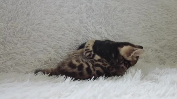 Twee schattige bengal kittens goud en chorocoal kleur spelen en vechten op de witte achtergrond binnen. — Stockvideo