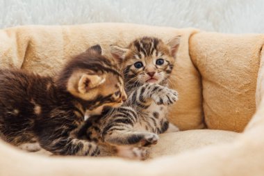 Kedilerin yastığında yatan sevimli Bengal kedilerinin yakın çekim yüzleri.