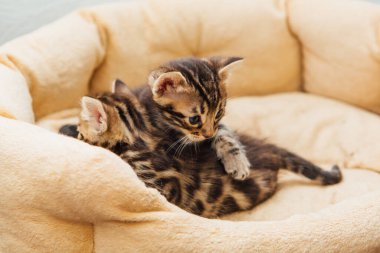 Kedilerin yastığında yatan sevimli Bengal kedilerinin yakın çekim yüzleri.