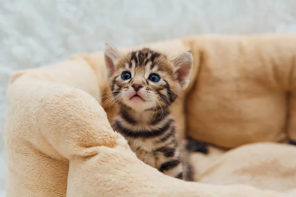 一只一个月大的小猫咪躺在猫的枕头上 露出一副可爱的斑纹脸 — 图库照片