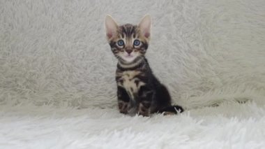 Beyaz arka planda oturan sevimli Bengal kedisi..