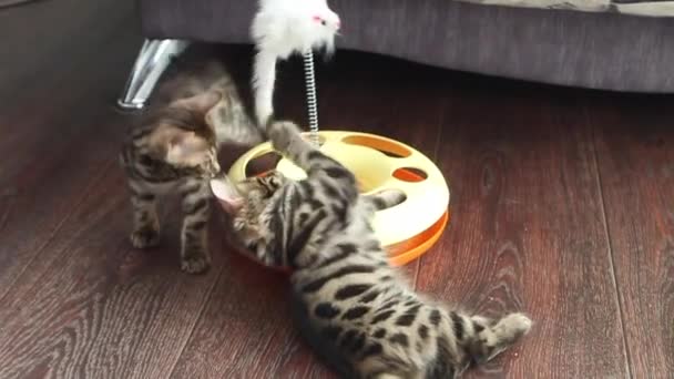 Gattini del Bengala che giocano con il giocattolo di plastica del gatto — Video Stock