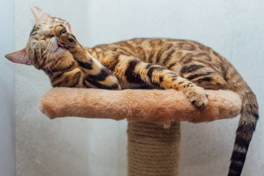 Genç, sevimli Bengal kedisi kedilerin evlerinin rafında yatıyor..