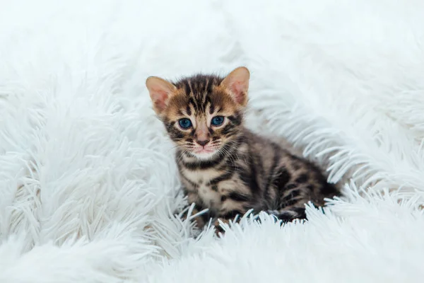 Schattig donkergrijs houtskool bengaalse kitten op een harige witte deken. — Stockfoto