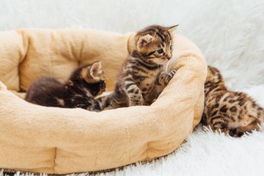 Kedilerin yastığındaki Bengal kedileri