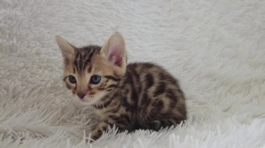 Beyaz bir battaniyenin üzerinde oturan sevimli Bengal kedisi..