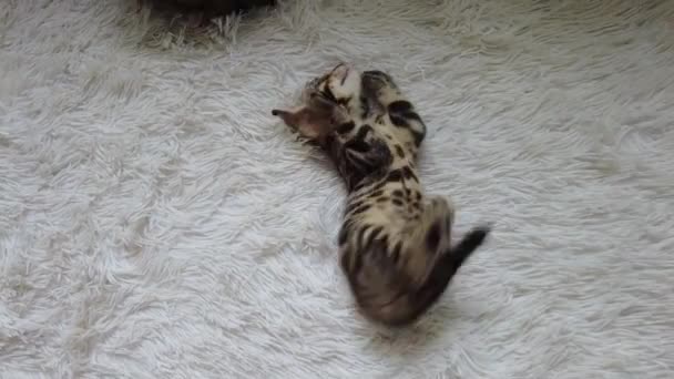 Deux Mignons Chatons Bengale Chorocoal Couleur Jouer Battre Sur Couverture — Video