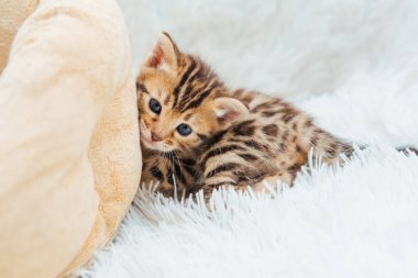 Beyaz hiddetli battaniyenin üzerinde Bengal kedisi