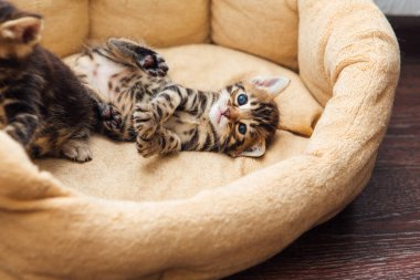 Kedilerin yastığındaki Bengal kedisi.