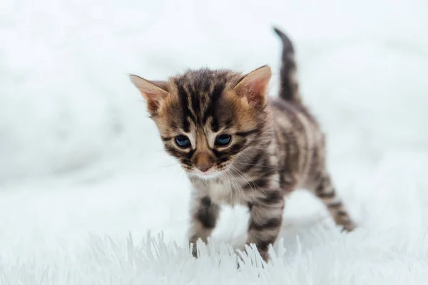 Schattig donkergrijs houtskool bengaalse kitten op een harige witte deken. — Stockfoto