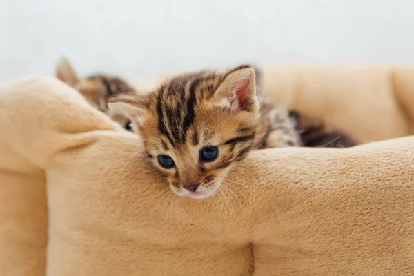 Маленький бенгальский котенок на кошачьей подушке — стоковое фото