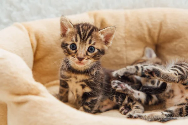 Closee Gezichten Van Schattige Bengal Een Maand Oud Kittens Leggen — Stockfoto