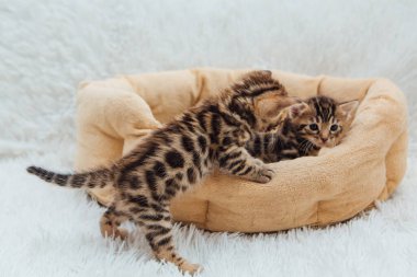 Kedilerin yastığında yatan sevimli Bengal kedilerinin yakın çekim yüzleri.