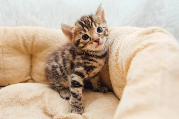 Closee Rosto Bengala Bonito Mês Idade Gatinho Que Coloca Travesseiro — Fotografia de Stock