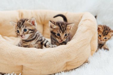 Kedilerin yastığında yatan sevimli Bengal kedilerinin yakın çekim yüzleri.